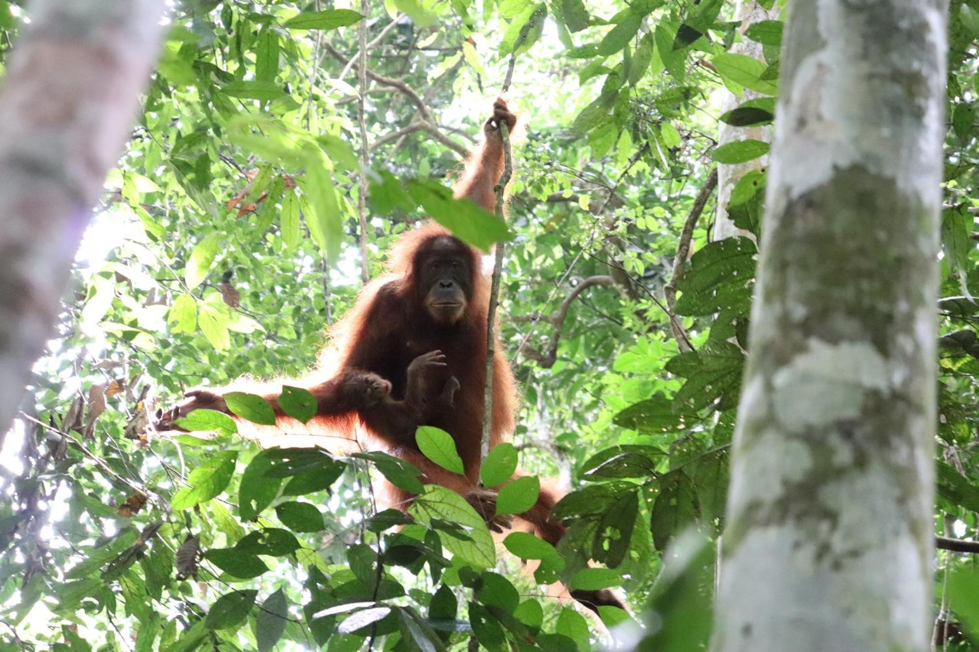 Gino'S Place - Guest House & Jungle Trekking Bukit Lawang Ngoại thất bức ảnh