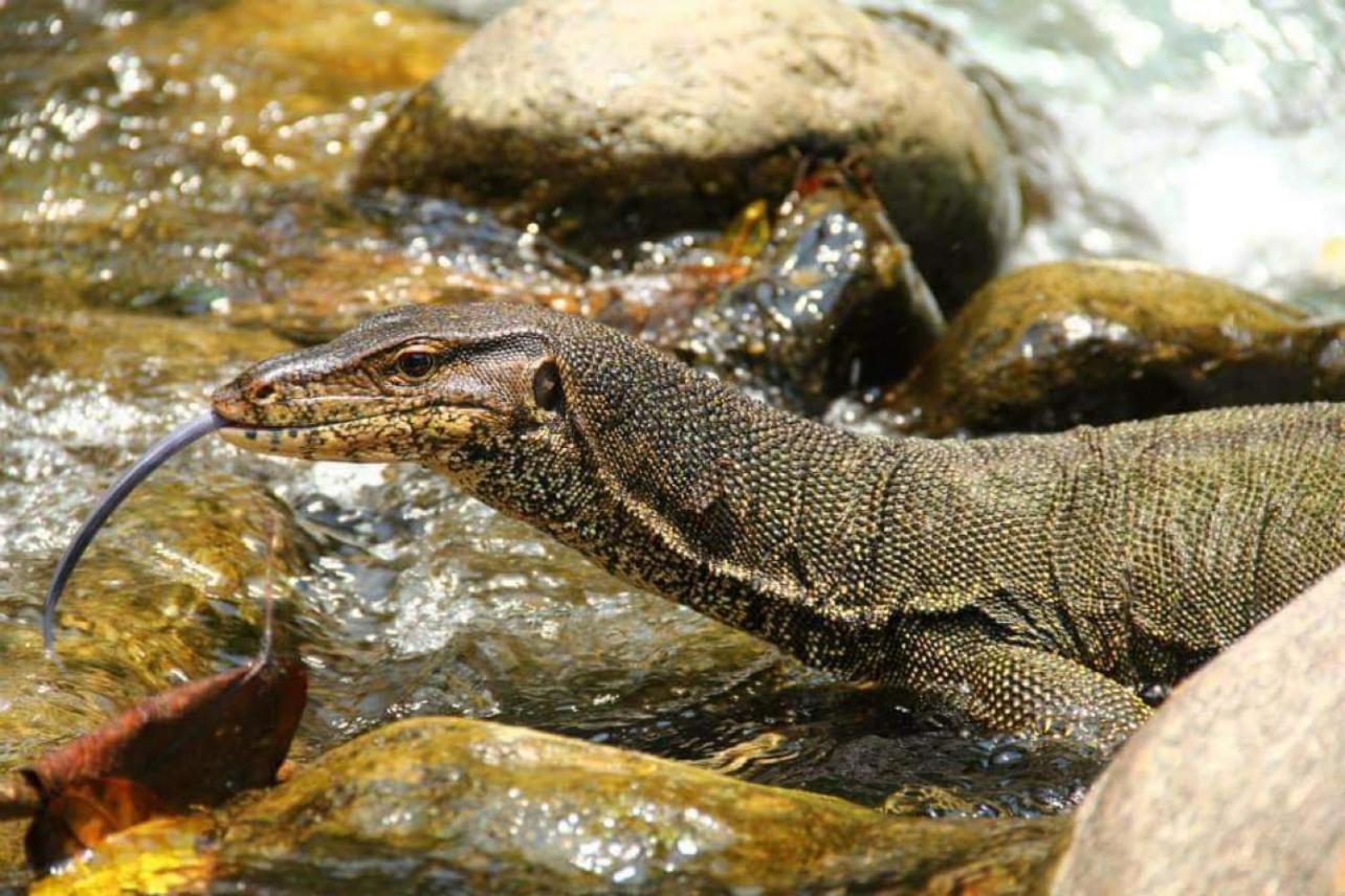 Gino'S Place - Guest House & Jungle Trekking Bukit Lawang Ngoại thất bức ảnh