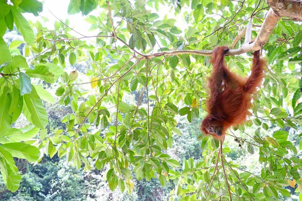 Gino'S Place - Guest House & Jungle Trekking Bukit Lawang Ngoại thất bức ảnh