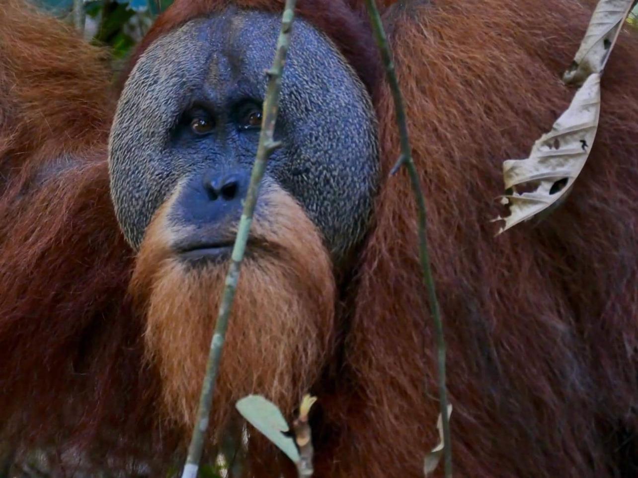 Gino'S Place - Guest House & Jungle Trekking Bukit Lawang Ngoại thất bức ảnh