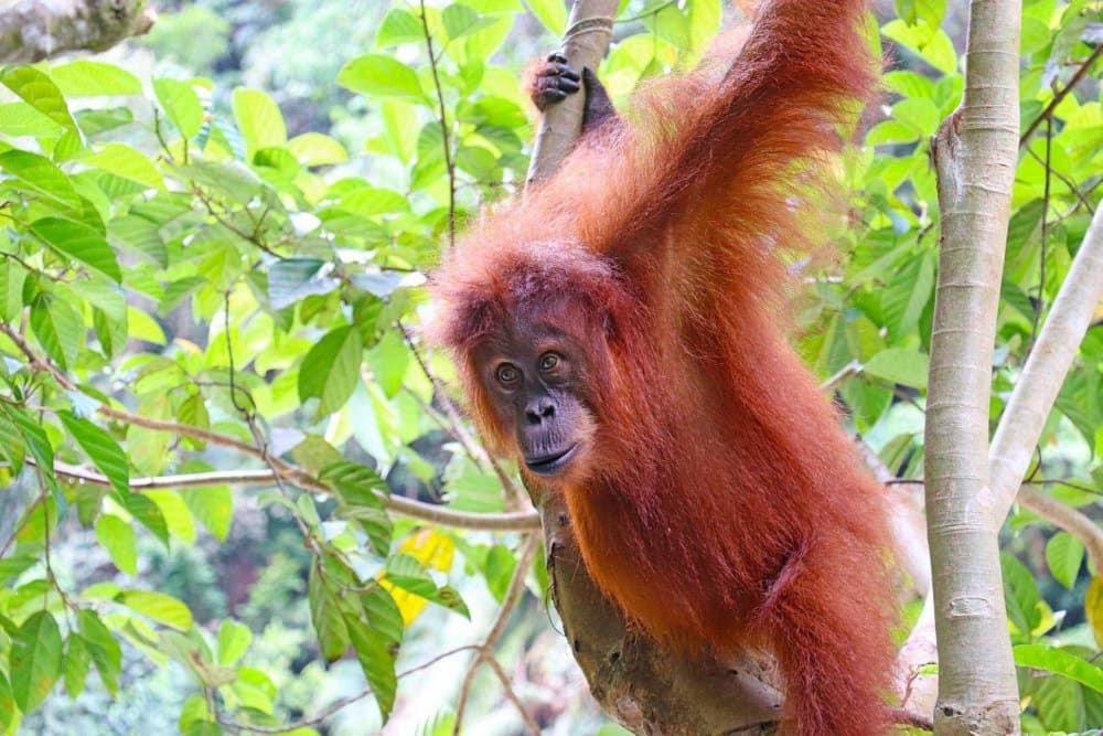 Gino'S Place - Guest House & Jungle Trekking Bukit Lawang Ngoại thất bức ảnh