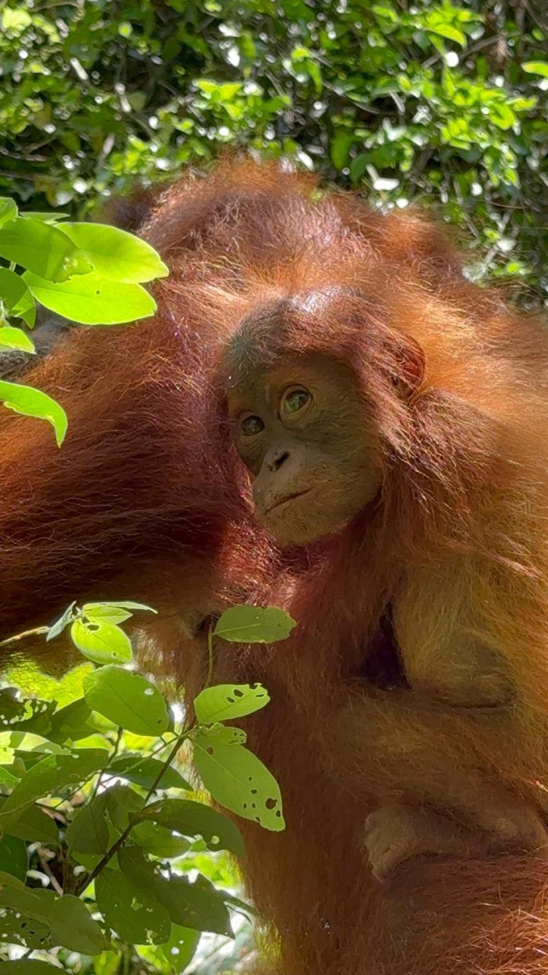 Gino'S Place - Guest House & Jungle Trekking Bukit Lawang Ngoại thất bức ảnh