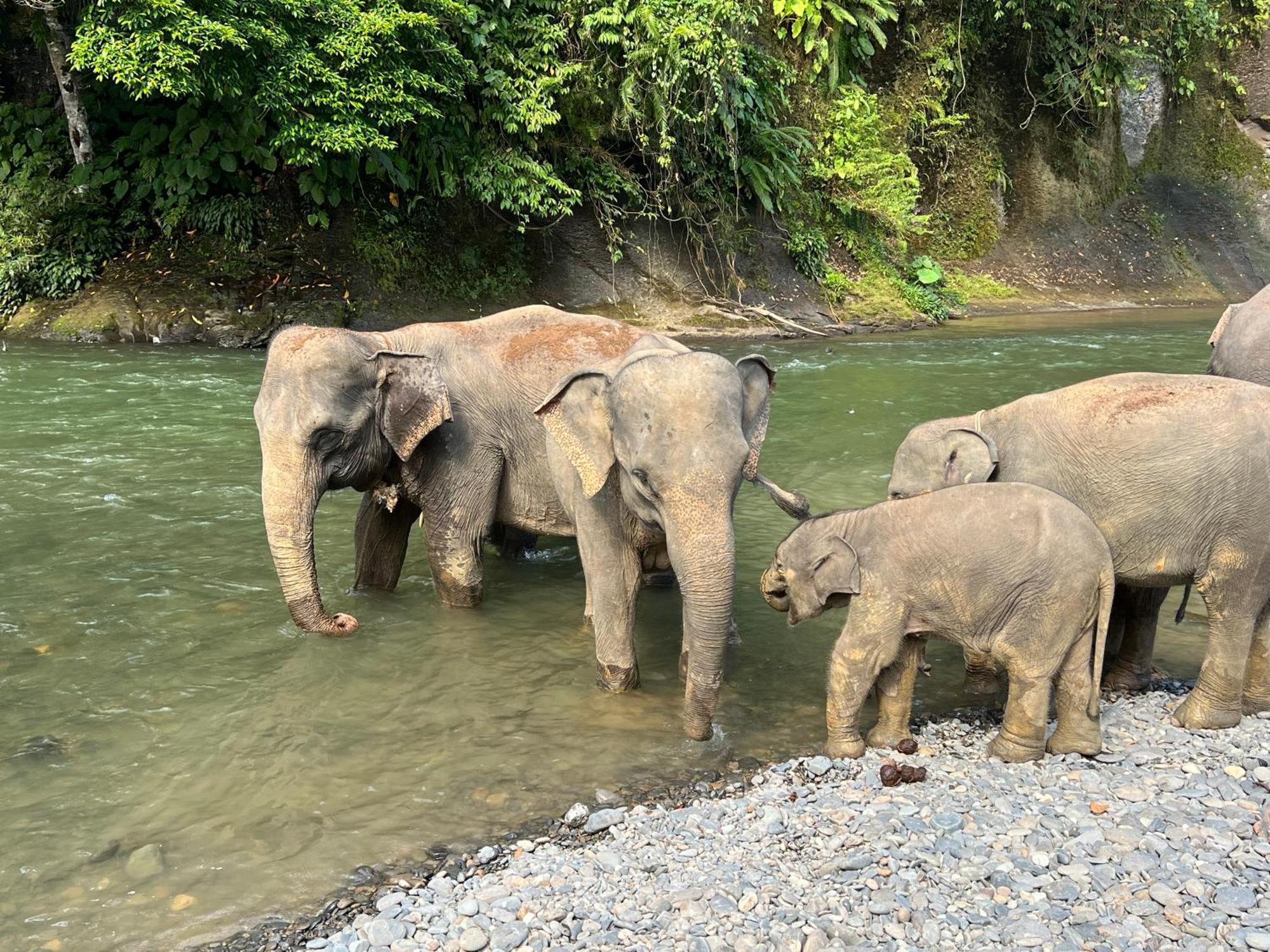 Gino'S Place - Guest House & Jungle Trekking Bukit Lawang Ngoại thất bức ảnh