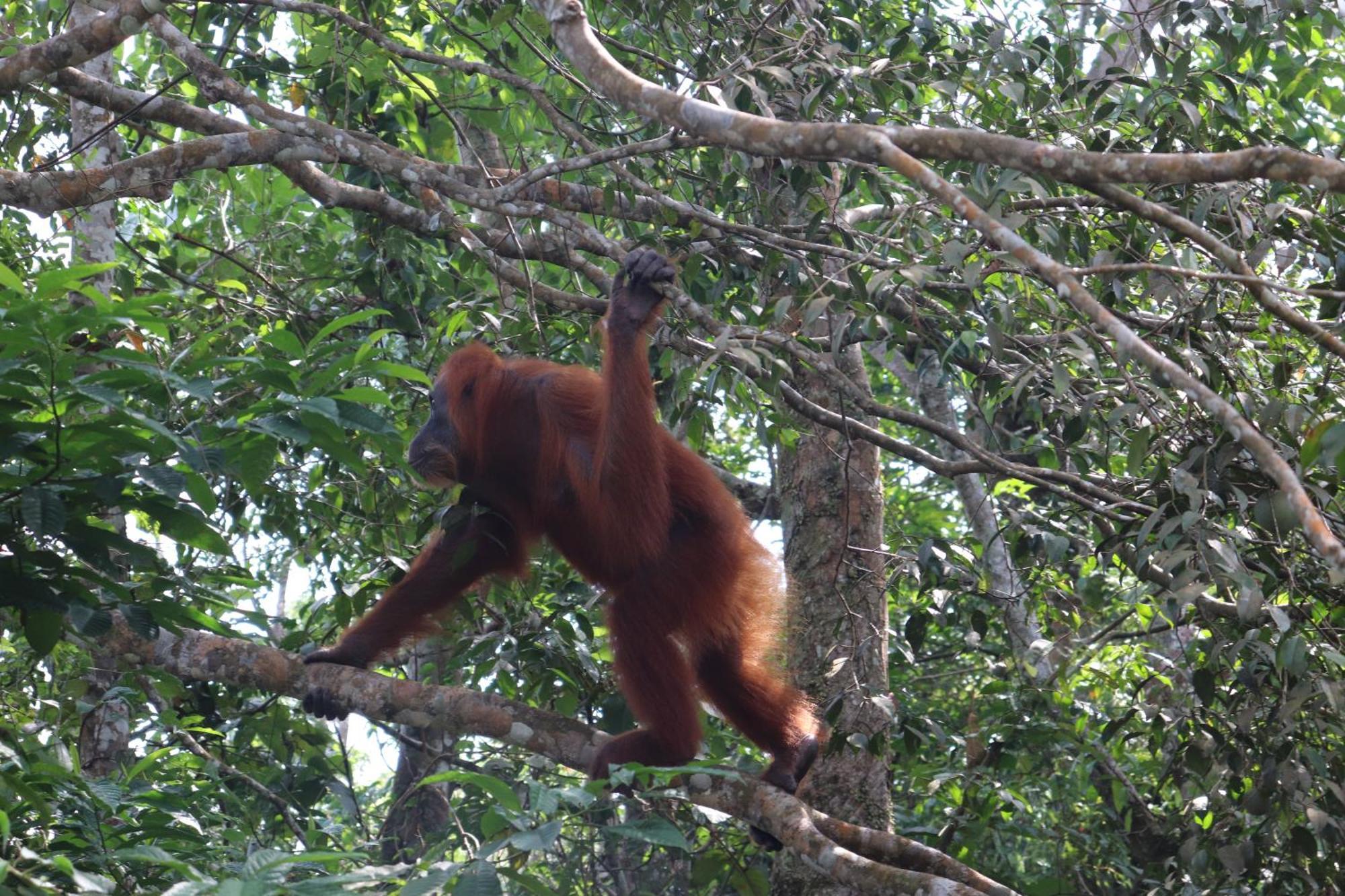 Gino'S Place - Guest House & Jungle Trekking Bukit Lawang Ngoại thất bức ảnh