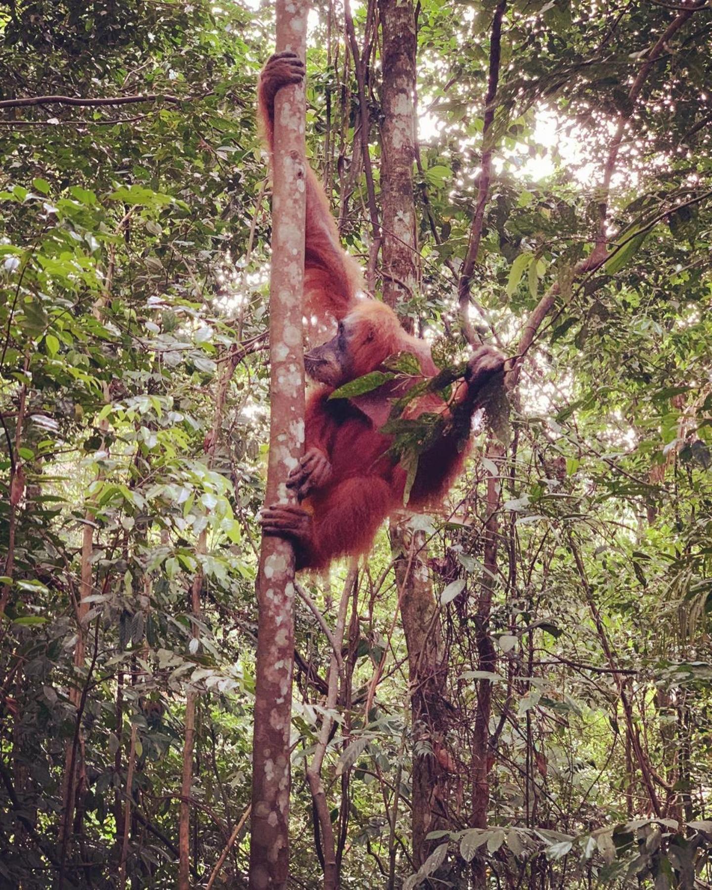 Gino'S Place - Guest House & Jungle Trekking Bukit Lawang Ngoại thất bức ảnh