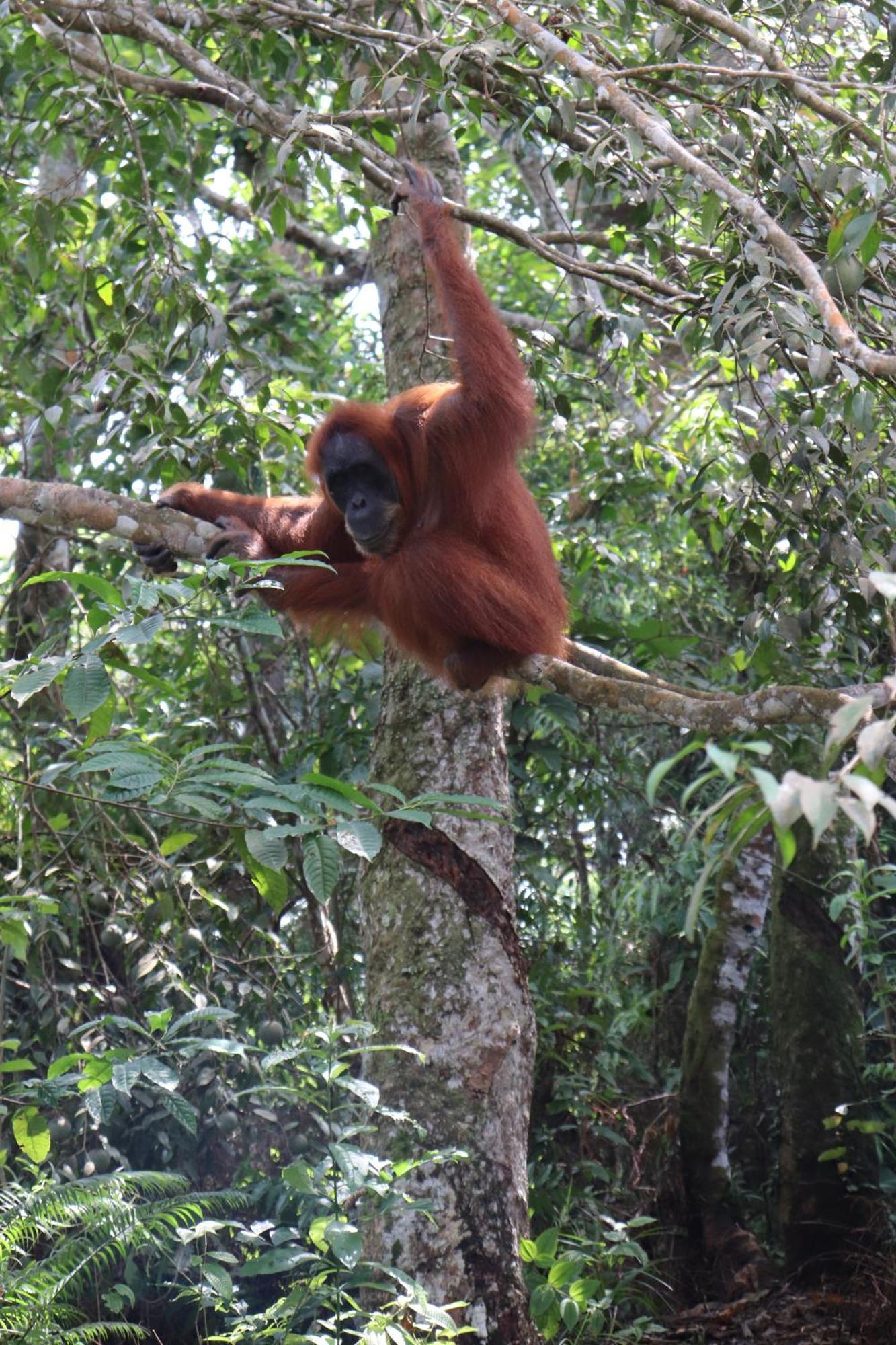 Gino'S Place - Guest House & Jungle Trekking Bukit Lawang Ngoại thất bức ảnh
