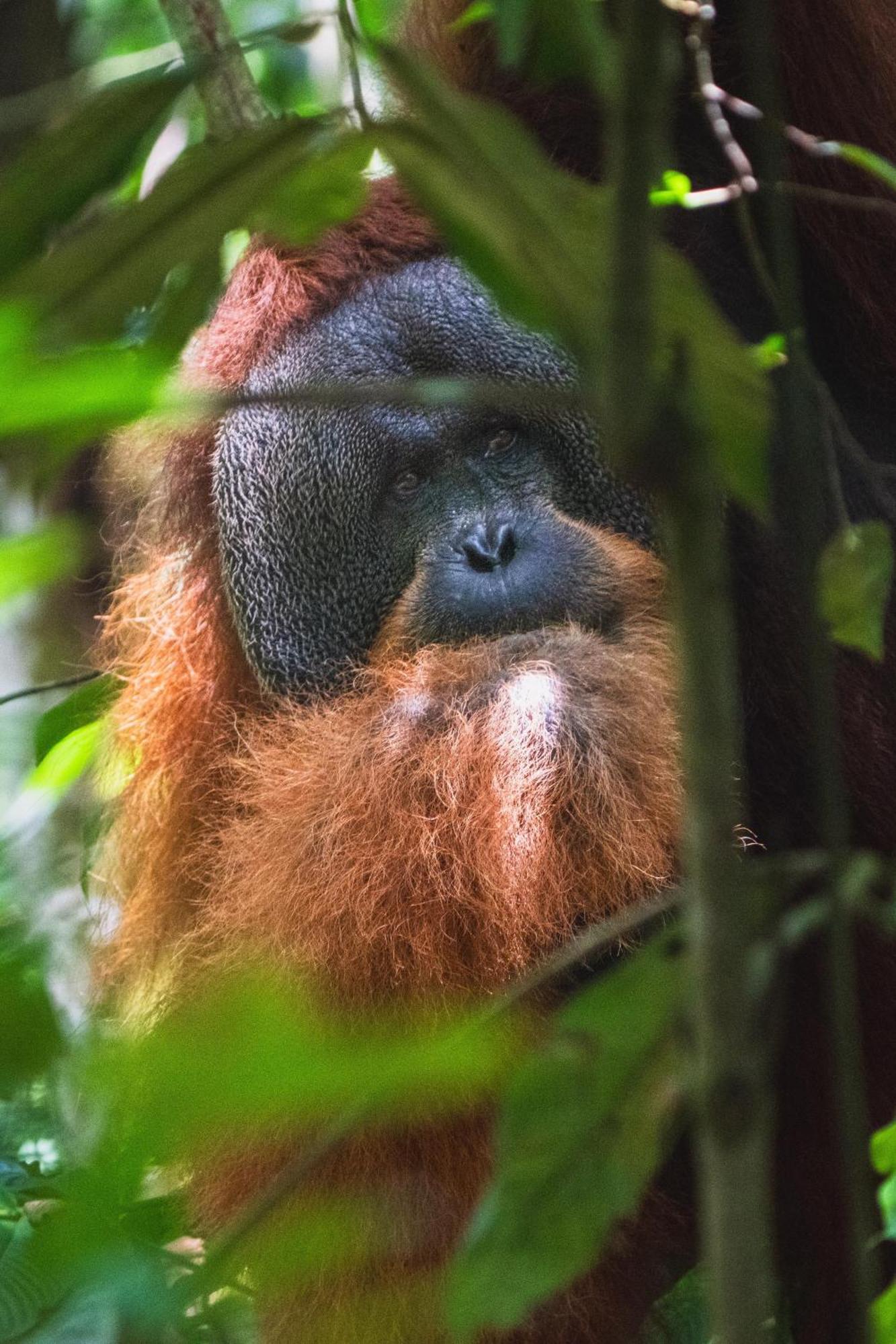 Gino'S Place - Guest House & Jungle Trekking Bukit Lawang Ngoại thất bức ảnh