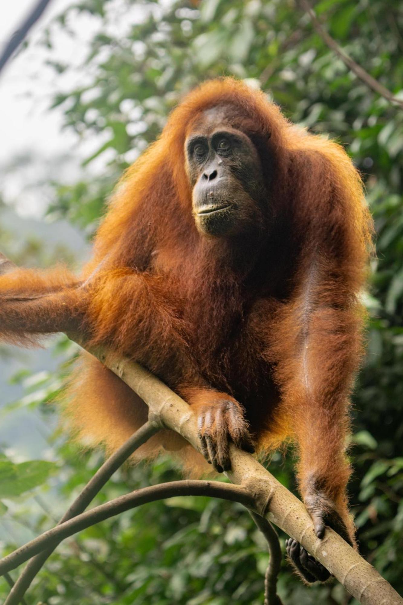 Gino'S Place - Guest House & Jungle Trekking Bukit Lawang Ngoại thất bức ảnh