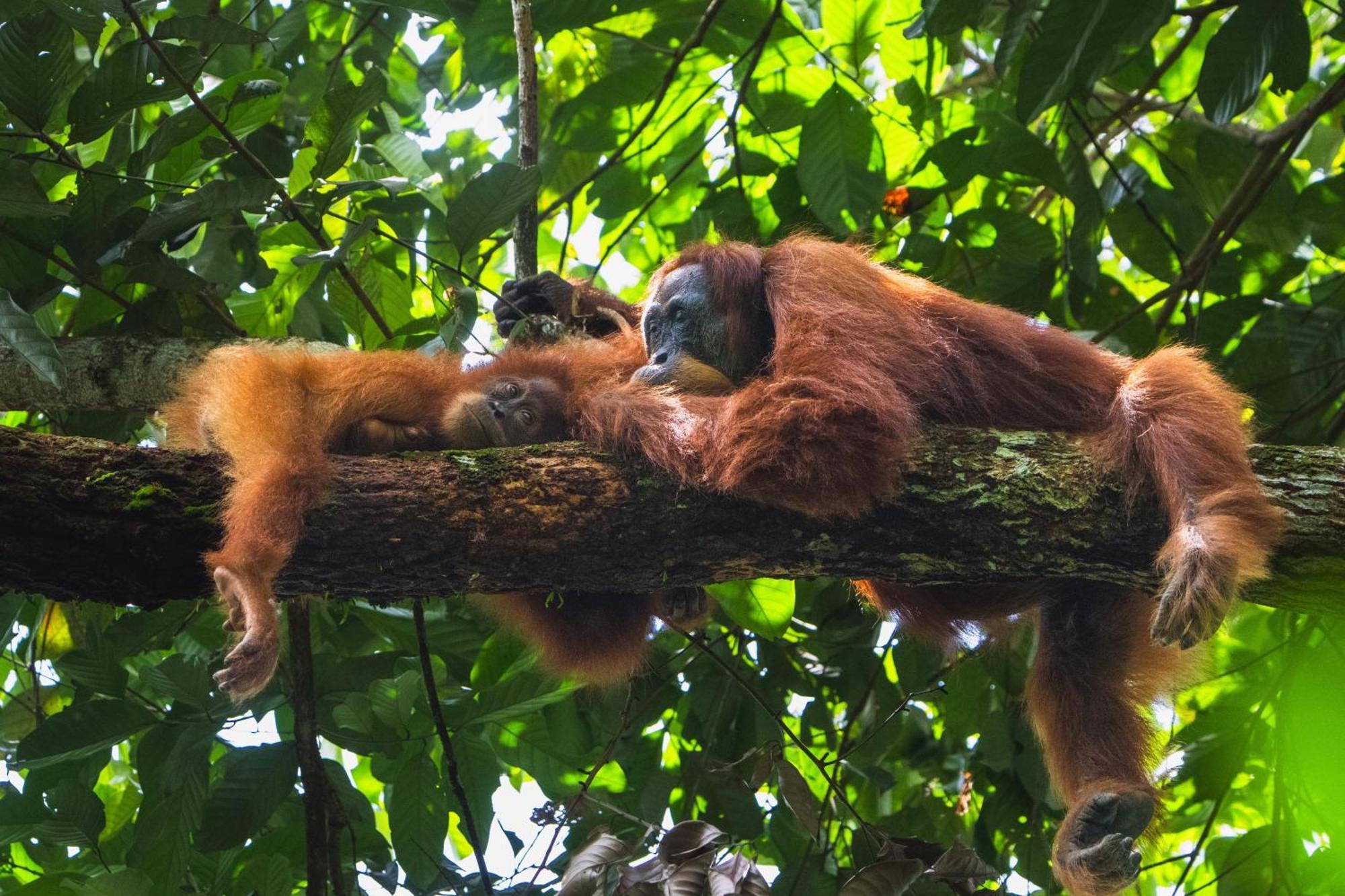 Gino'S Place - Guest House & Jungle Trekking Bukit Lawang Ngoại thất bức ảnh