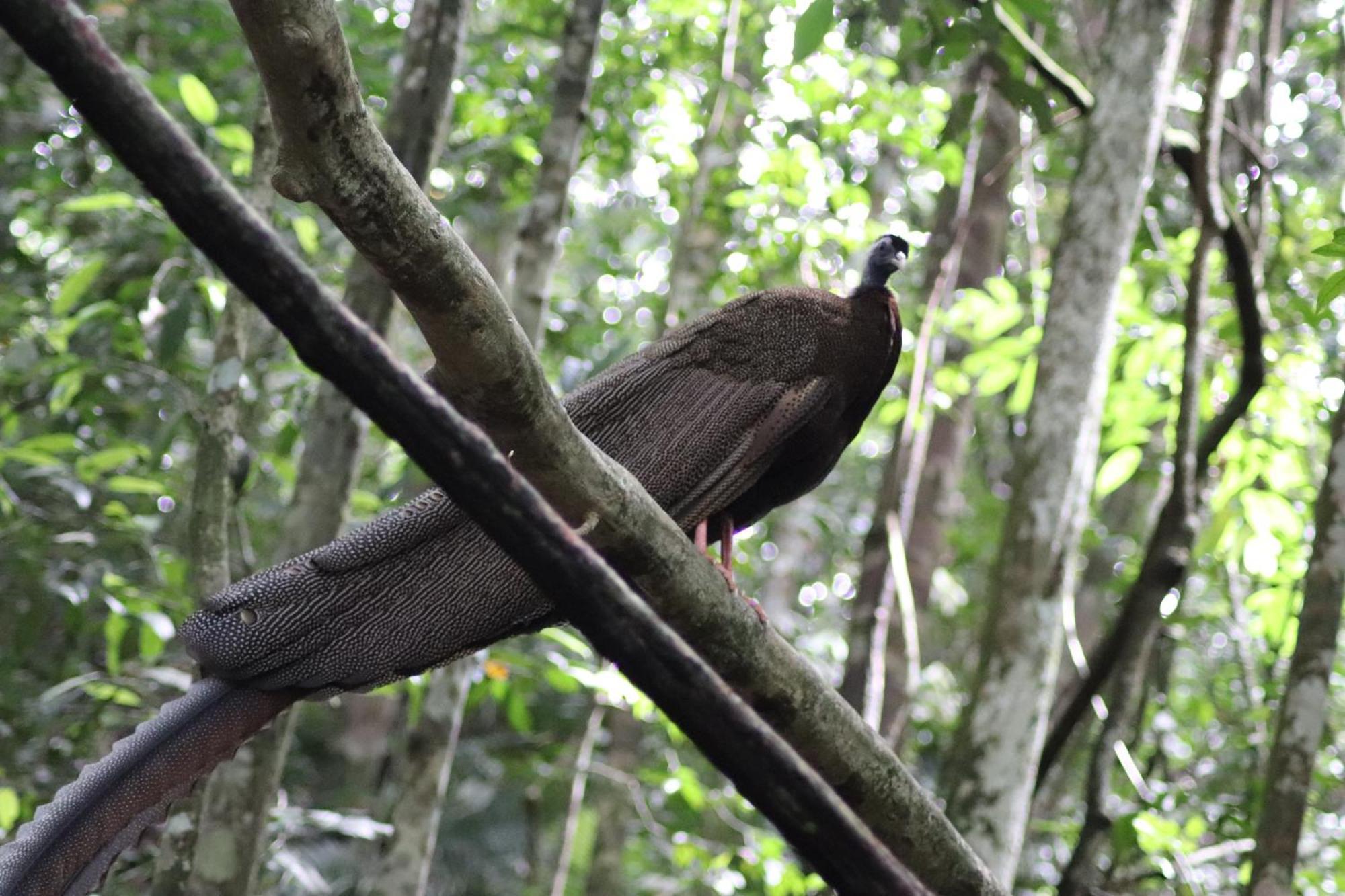 Gino'S Place - Guest House & Jungle Trekking Bukit Lawang Ngoại thất bức ảnh