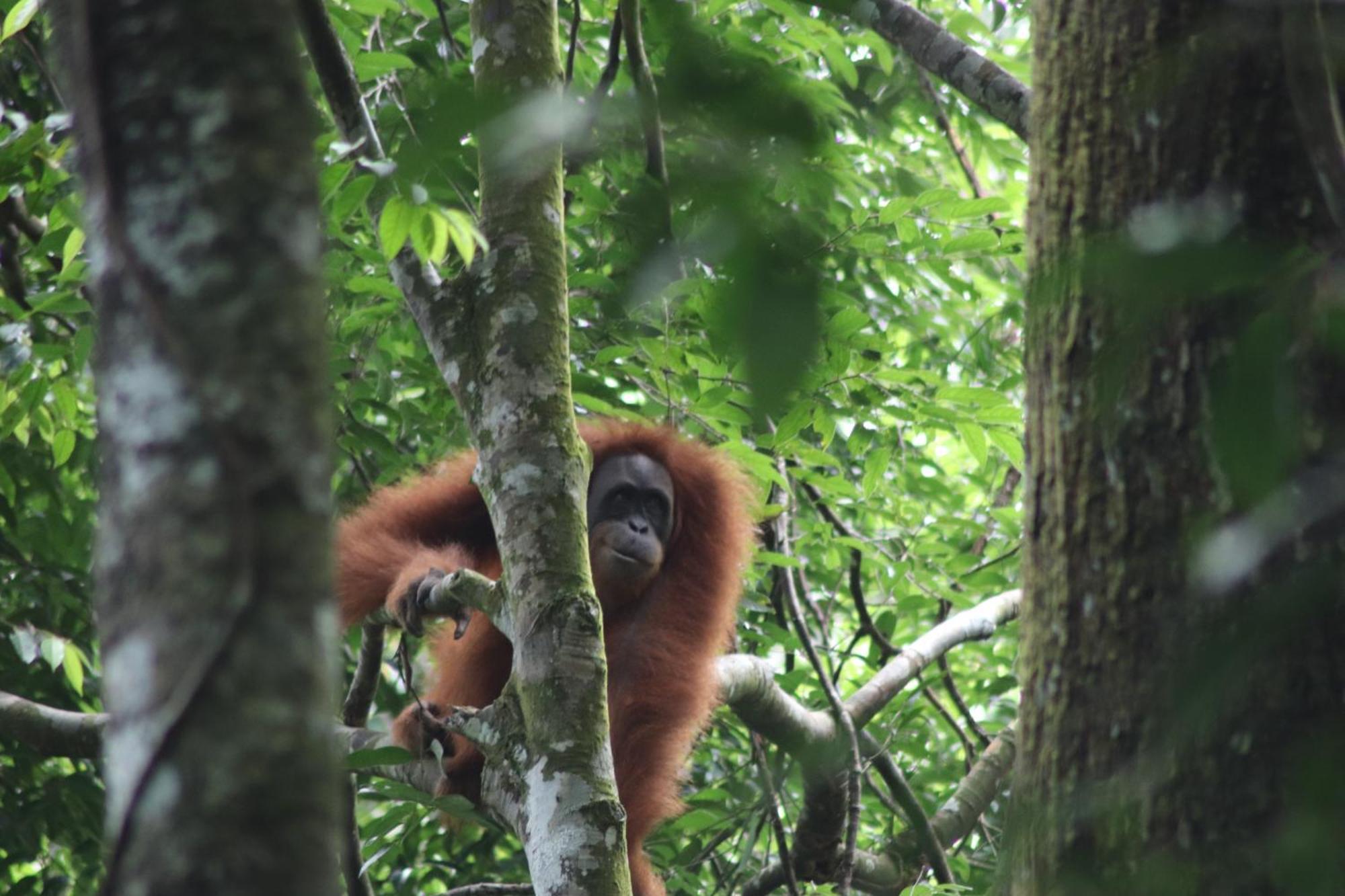 Gino'S Place - Guest House & Jungle Trekking Bukit Lawang Ngoại thất bức ảnh