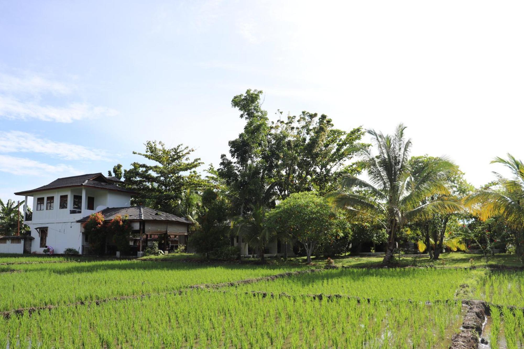 Gino'S Place - Guest House & Jungle Trekking Bukit Lawang Ngoại thất bức ảnh
